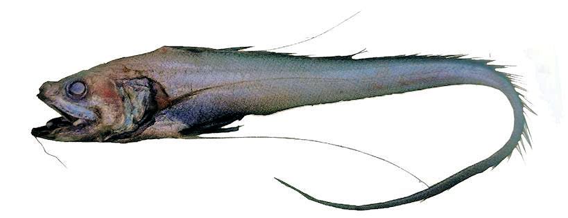 Gadomus longifilis_016669.jpg